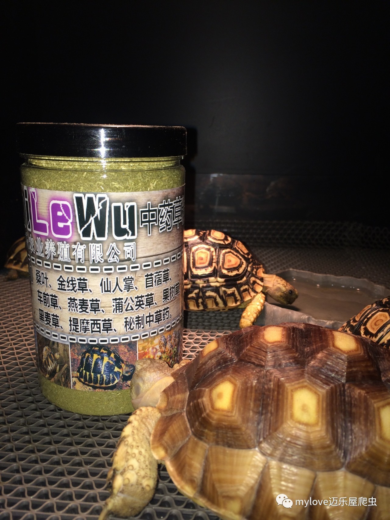 龟吃什么怎么喂,所有龟粮都适合龟龟吃吗