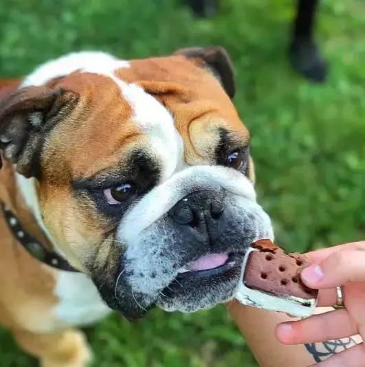 斗牛犬产前征兆,法国斗牛犬小崽平胸怎么预防