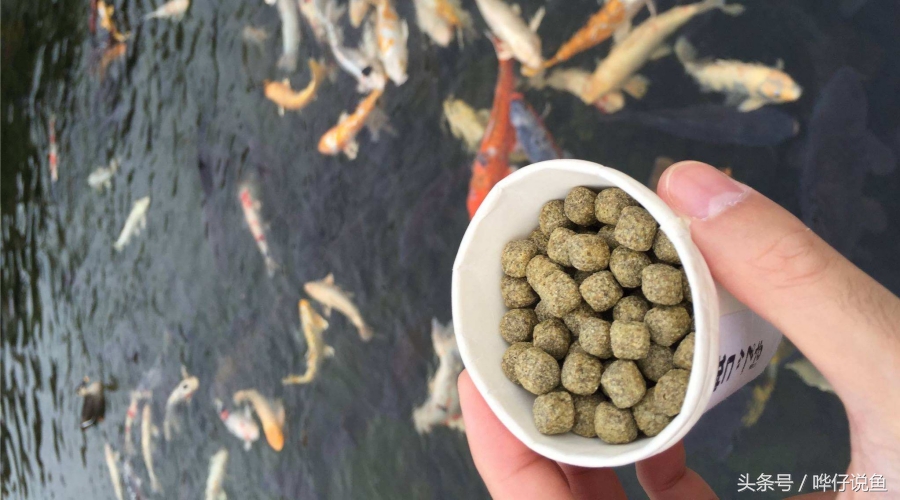 观赏鱼喂什么饲料最好,如何给鱼喂食的正确方法