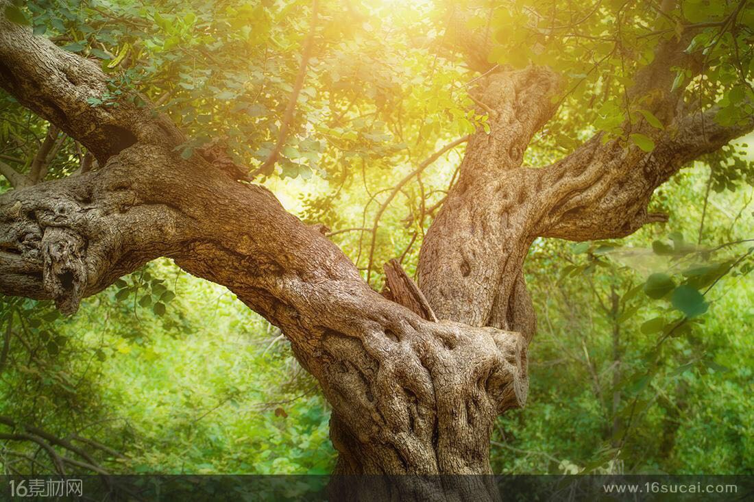 乾坤震巽坎离艮兑八卦图,乾坎艮震巽离坤兑各代表什么方位