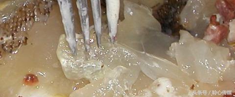 令人毛骨悚然的食物！重口到你无法想象真的有人敢吃吗？