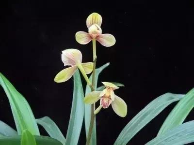 四季兰用什么盆栽最好看,四季兰花期养护