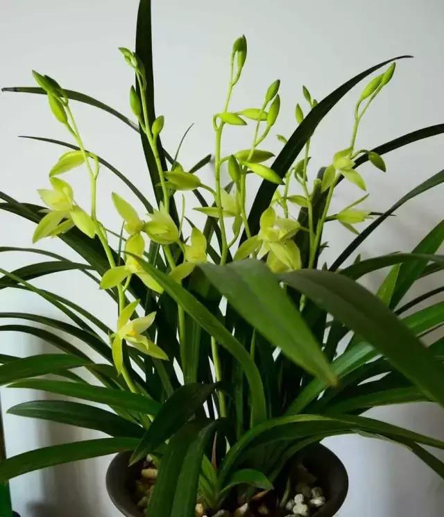 四季兰用什么盆栽最好看,四季兰花期养护
