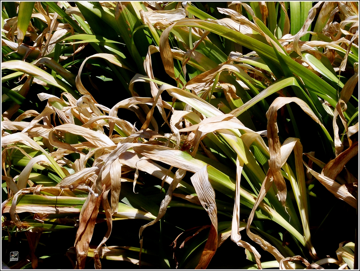 植物被紫外线晒伤怎么救活,植物晒伤