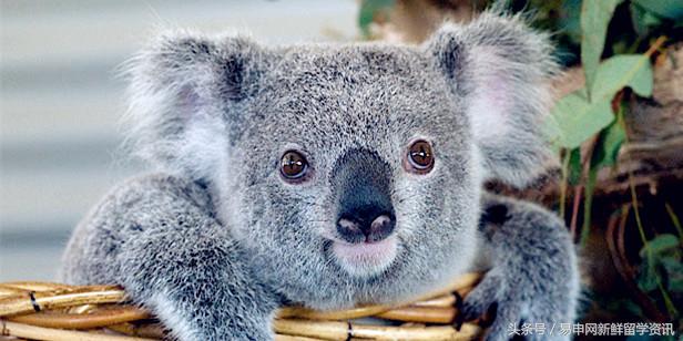 国外留学有犯罪记录,在美留学生拍照被抓