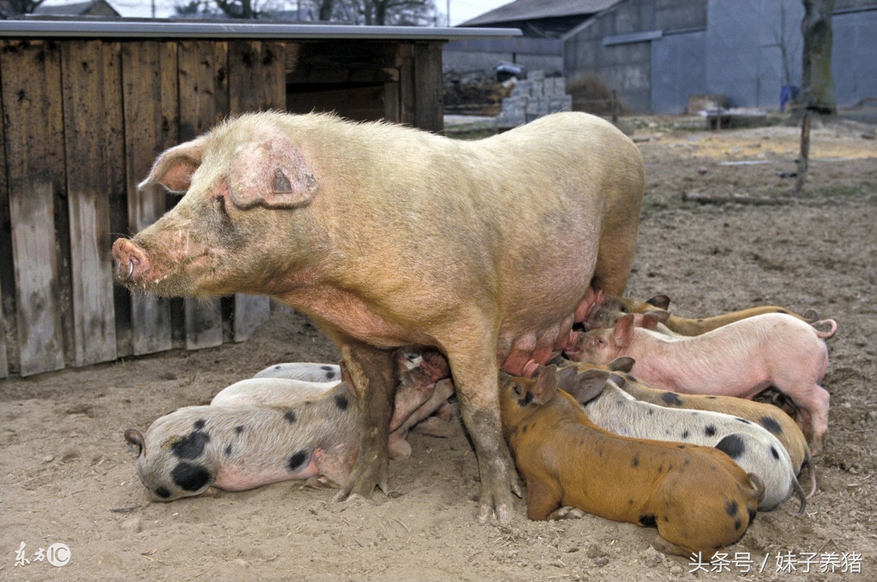 巧治胃肠疾病,巧治胃病