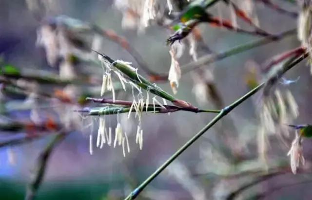 竹子开花后死亡，只是一种正常的自然现象