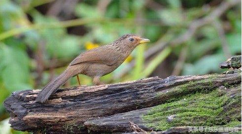 画眉鸟眉毛挑选图片,画眉鸟的挑选和饲养