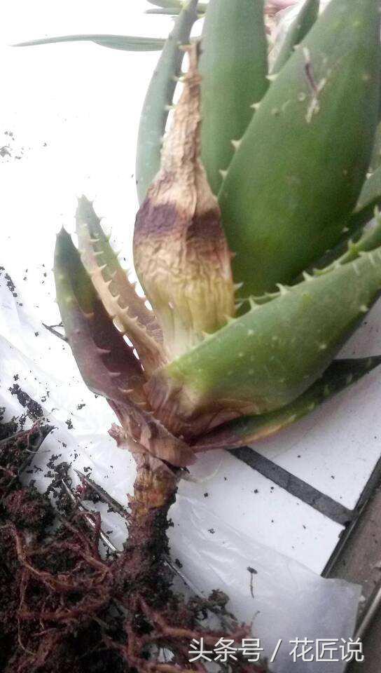 芦荟干瘪发黄发软怎么拯救,如何救活快要枯萎的芦荟