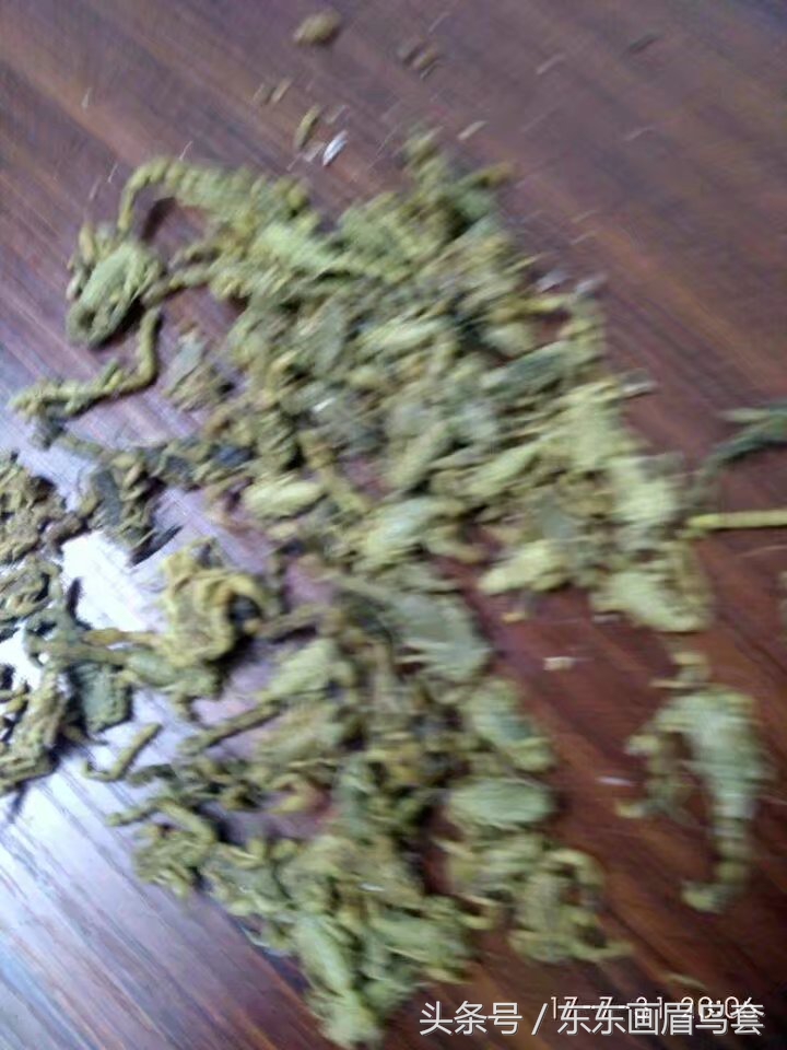 画眉鸟换毛期间喂什么活虫最好,画眉鸟换羽期要吃什么