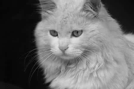 猫的品种哪个最便宜,猫的种类和价格排序