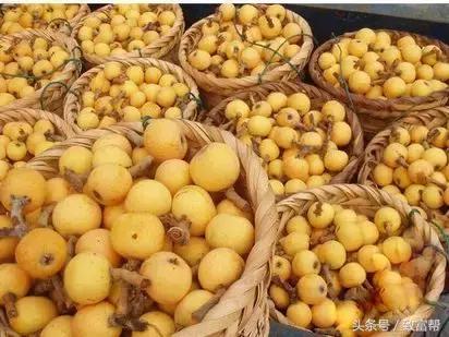 亩产收益最高的果树,收益最高的果树是哪种