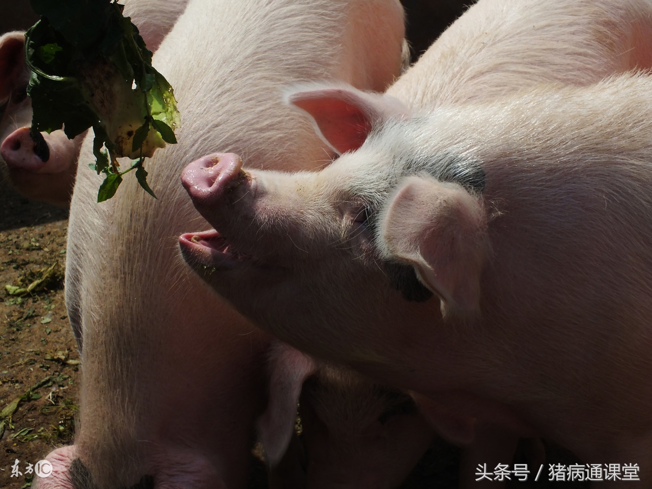 如何防治猪的传染病,如何防治猪口蹄病