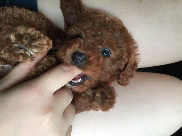 狗狗咬人怎么纠正最有效的方法,狗狗咬人一招搞定