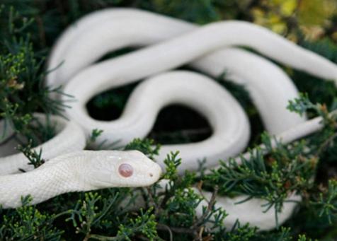 她斩杀一条蛇，不久腰疼得厉害