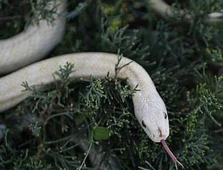 她斩杀一条蛇，不久腰疼得厉害