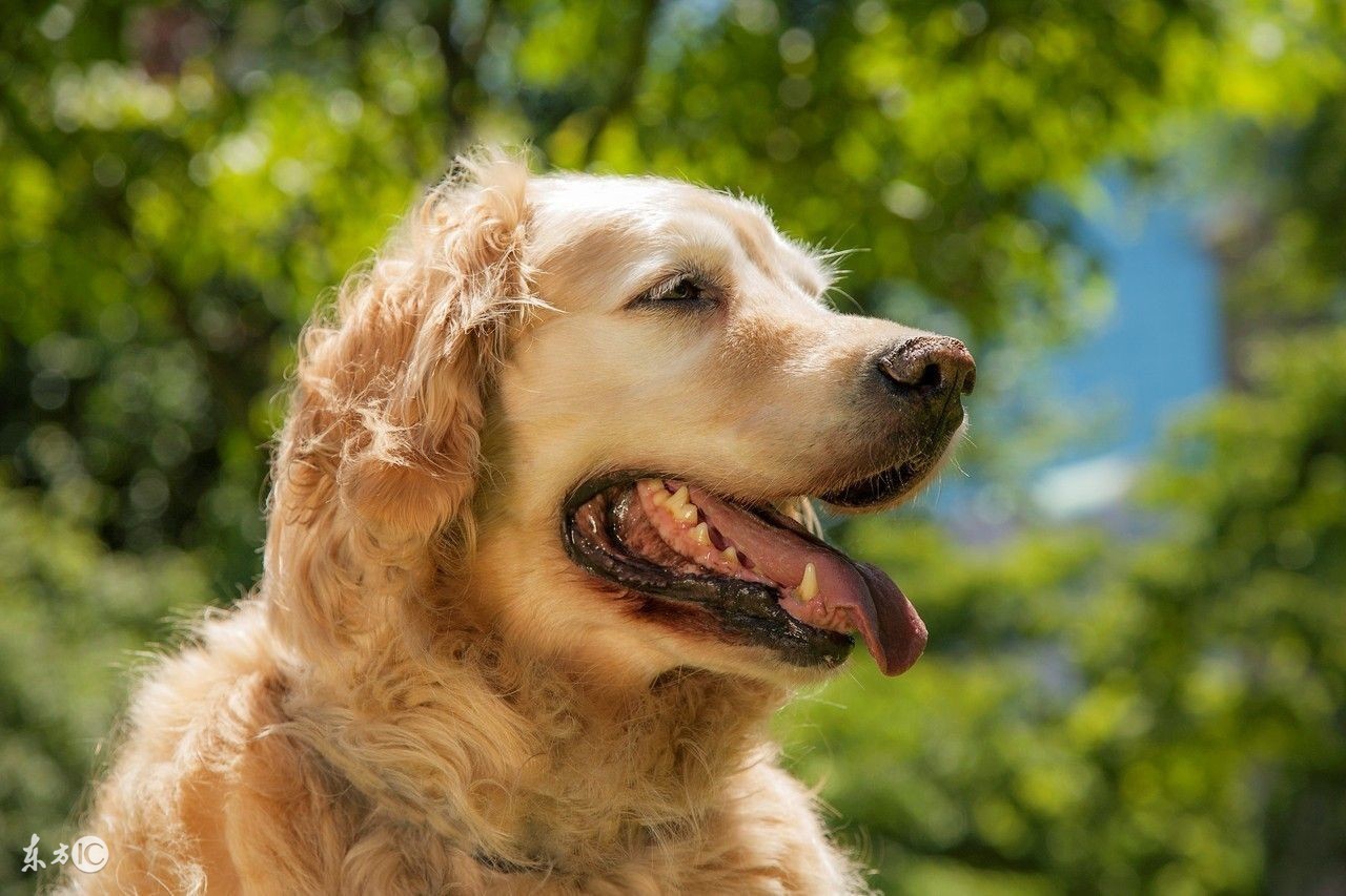 金毛不爱吃蔬菜和水果怎么办,金毛不爱吃饭吃什么药