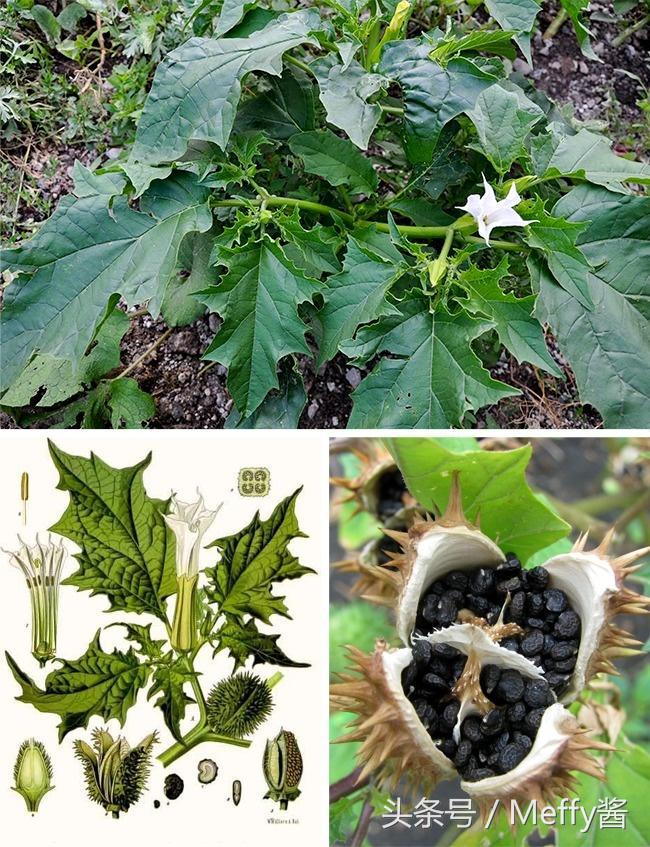 什么植物吃了有生命危险,这5种植物不能吃