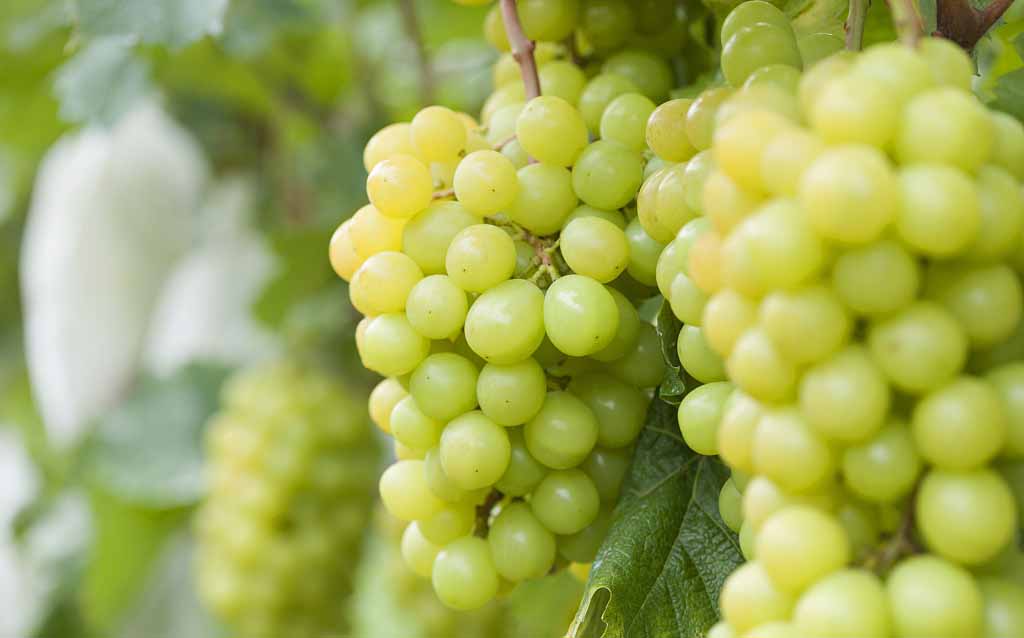 不用“斩男色”，吃出来的好气色也能“斩男”