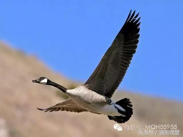 动物百科视频大全40分钟,动物百科第一期鸟类