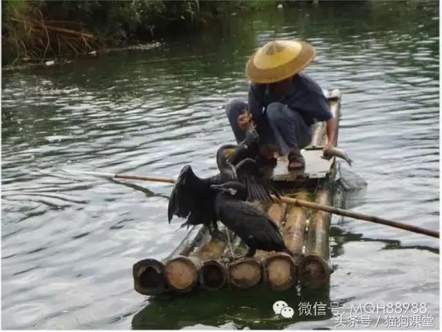 动物百科视频大全40分钟,动物百科第一期鸟类