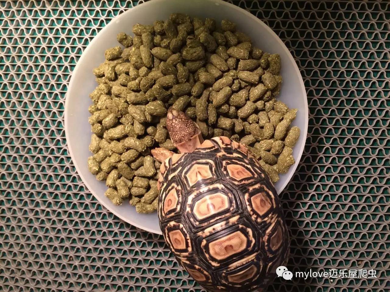龟吃什么怎么喂,所有龟粮都适合龟龟吃吗