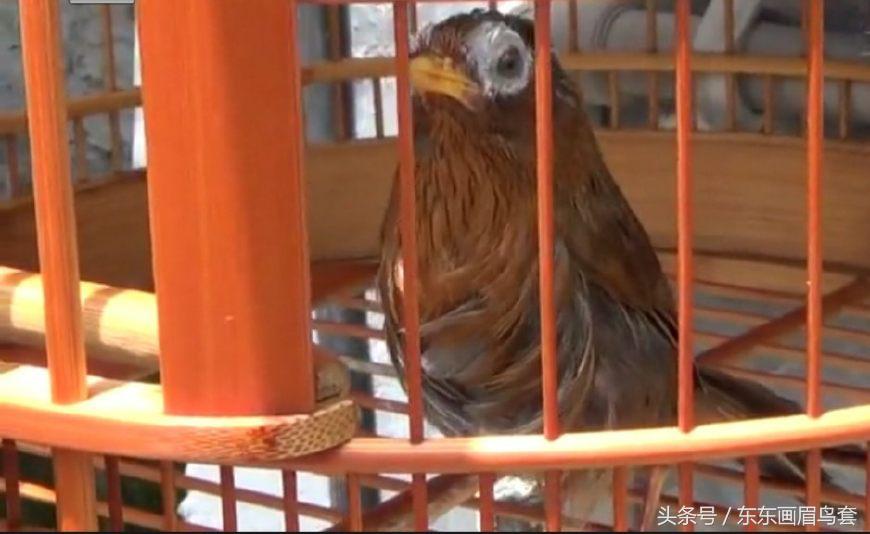 画眉鸟换毛期间喂什么活虫最好,画眉鸟换羽期要吃什么