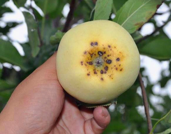 苹果上有密密麻麻的小斑点,苹果小白斑影响什么