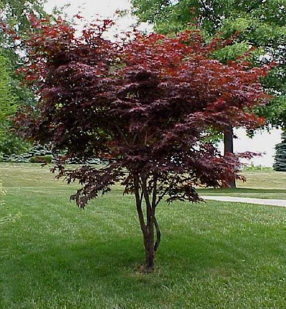 美国农民挣钱,美国农民种树