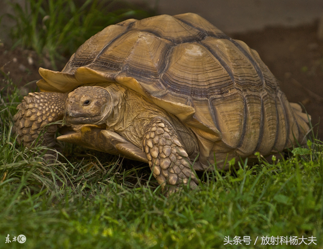 中年男人脖子长包并有一条沟,中年男性脖子后面有大包