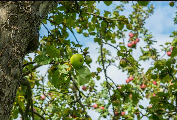 美国农民挣钱,美国农民种树