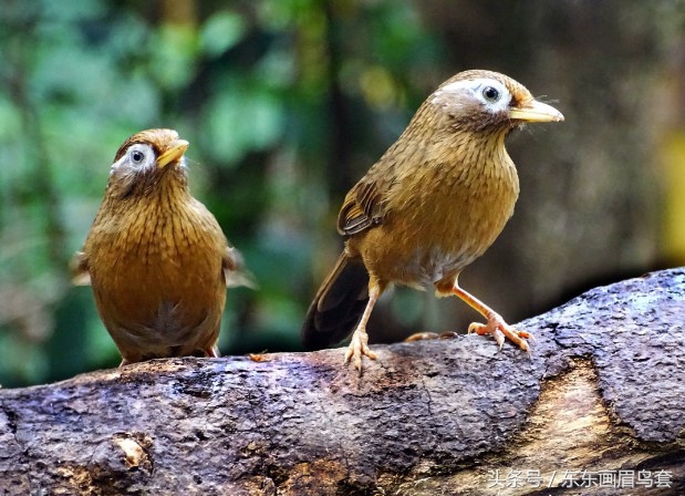 画眉鸟换毛期间喂什么活虫最好,画眉鸟换羽期要吃什么