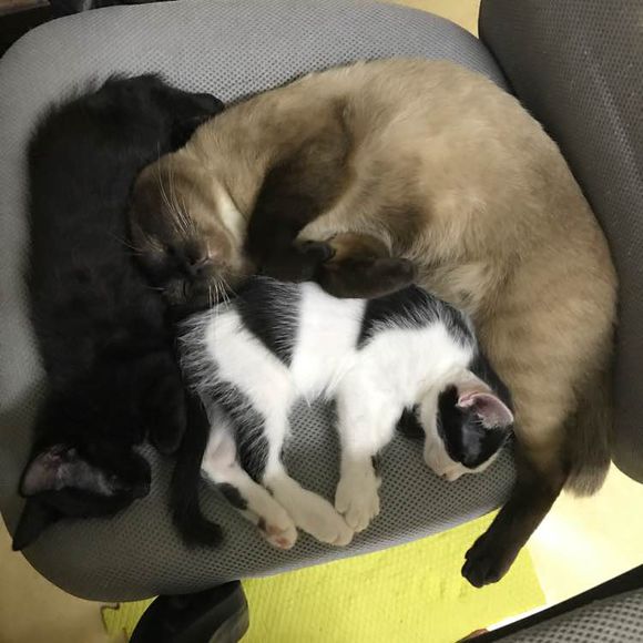 去猫舍，1900买下只暹罗猫，喂养两年后，我们的噩梦开始了！