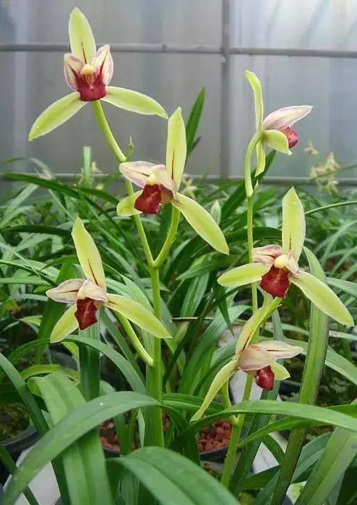 四季兰用什么盆栽最好看,四季兰花期养护