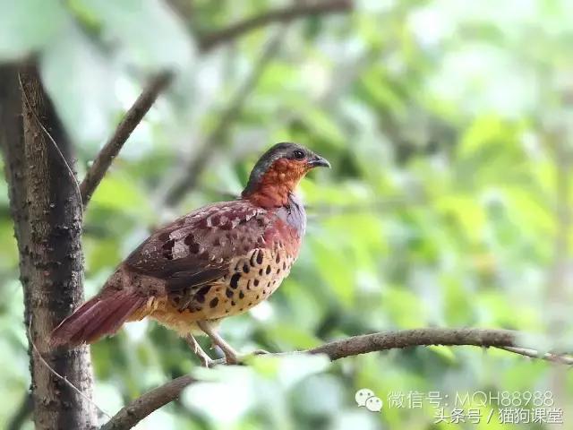 动物百科视频大全40分钟,动物百科第一期鸟类