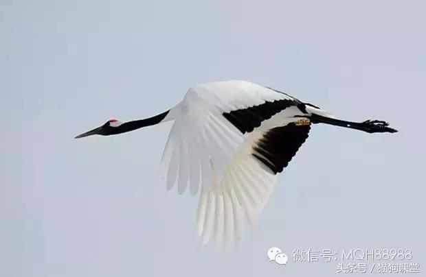 动物百科视频大全40分钟,动物百科第一期鸟类