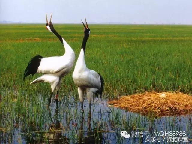 动物百科视频大全40分钟,动物百科第一期鸟类