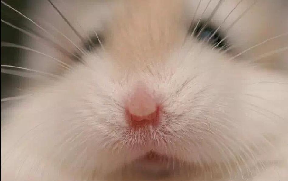 小仓鼠幼鼠可以吃什么,仓鼠幼鼠最爱吃什么