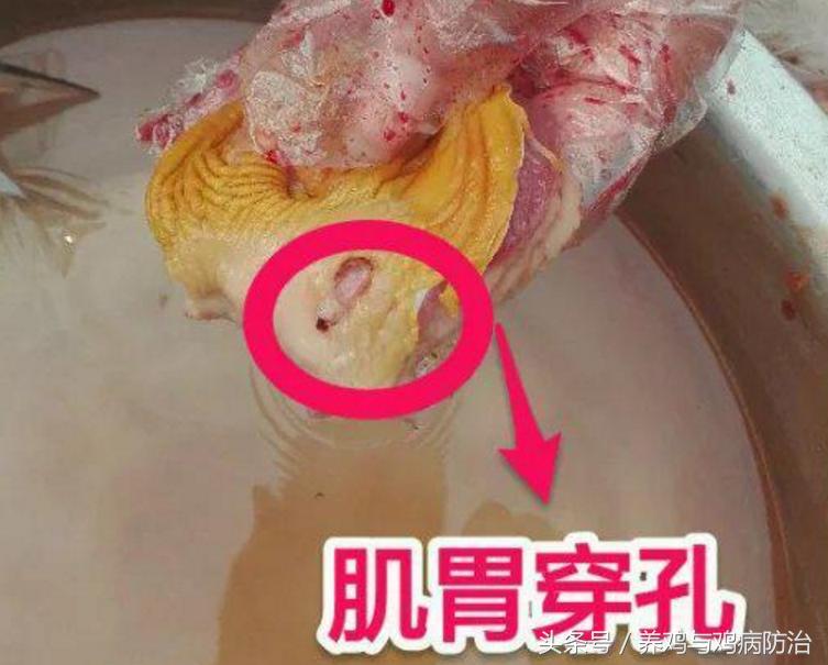 养鸡用什么中草药预防腺肌胃炎,平养肉鸡腺肌胃炎最佳治疗方法