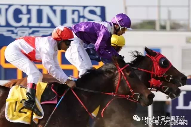 国际驭马文化节展示,cecf国际驭马文化节