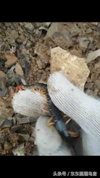 画眉鸟换毛期间喂什么活虫最好,画眉鸟换羽期要吃什么