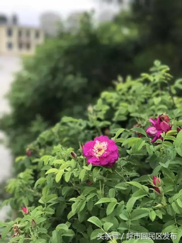 呼和浩特市新钢公园,新钢公园位置