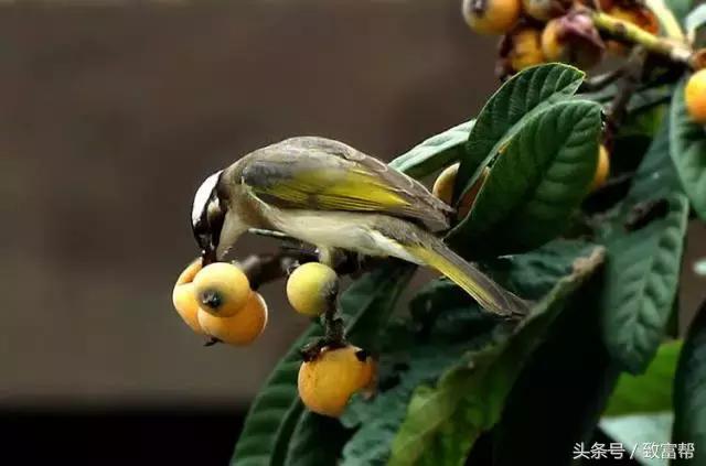 亩产收益最高的果树,收益最高的果树是哪种