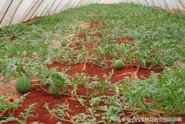 西瓜用什么肥料增产最快,西瓜增产的最好方法