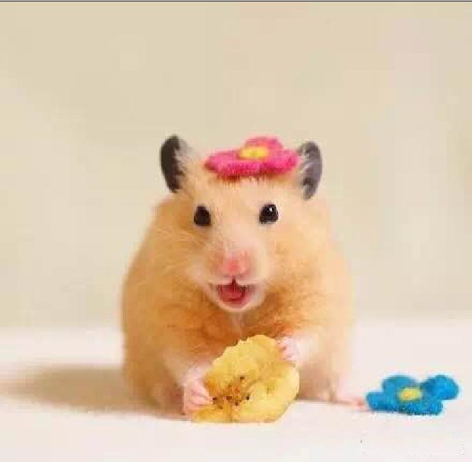 小仓鼠幼鼠可以吃什么,仓鼠幼鼠最爱吃什么