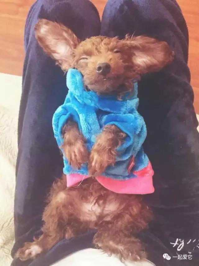 宠爱小故事大全,宠爱故事免费阅读