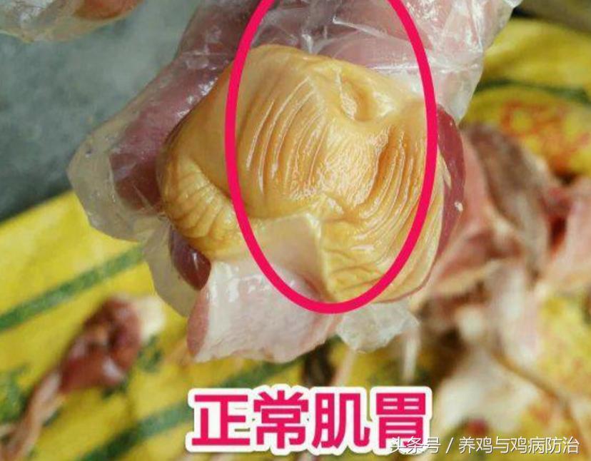 养鸡用什么中草药预防腺肌胃炎,平养肉鸡腺肌胃炎最佳治疗方法