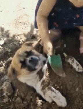 小女孩用泥土玩“埋狗”游戏，狗狗一脸生无可恋的任埋