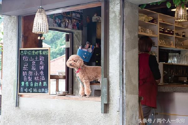 女子带狗狗到餐厅吃饭警方通报,女子带着泰迪到餐厅吃饭