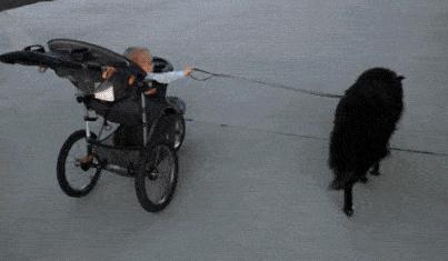 出门遛狗狗不拉屎怎么办,遛狗狗狗不愿意回家